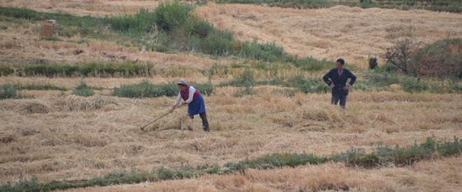Typical Asia, women working while the men look on.