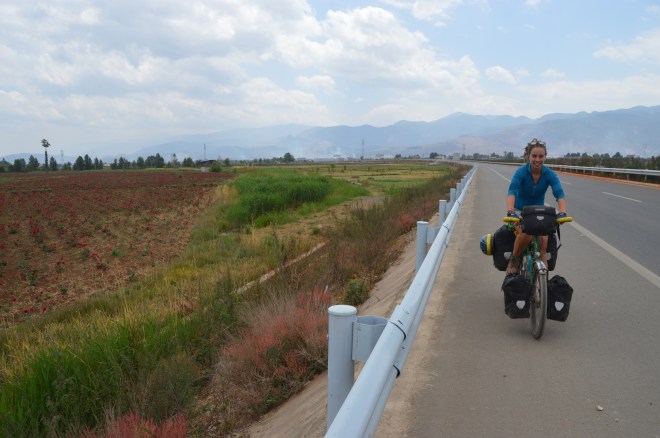 Jude enjoying the smooth surface of the motorway and the smell of roses.