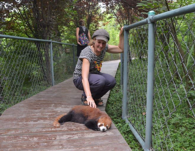 Patting a red panda.