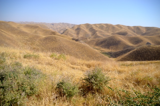Golden hills rolling as far as the eye can see.
