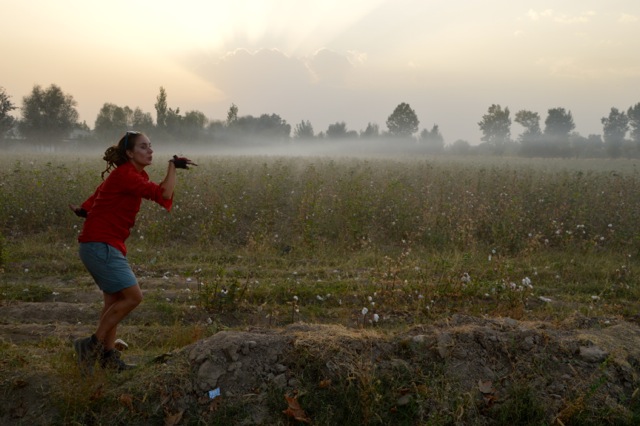 Bok bok enjoys the cotton fields at sunset.