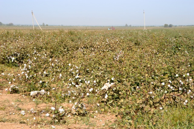 The white cotton balls look beautiful but the reality is much different.