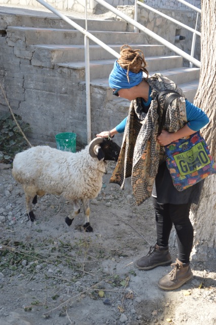 Jude loves the fat-bottomed sheep.