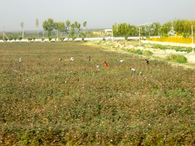The cotton fields.