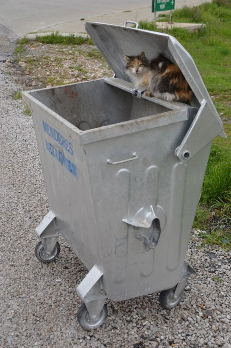 The stray cats have funny hiding places.