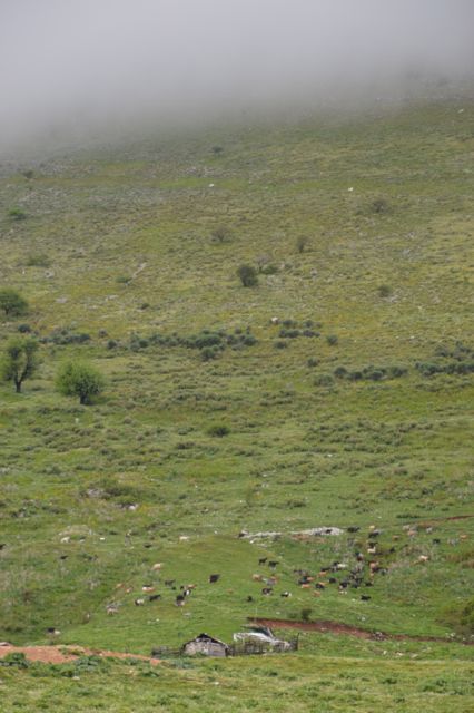Cows and dark clouds at the pass.