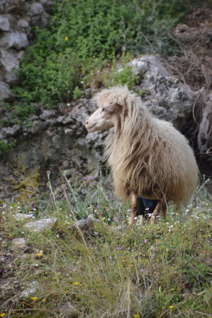 Good morning sheep with a she mullet.