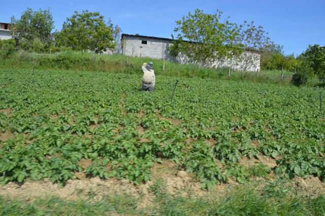 Hello from the scarecrow.