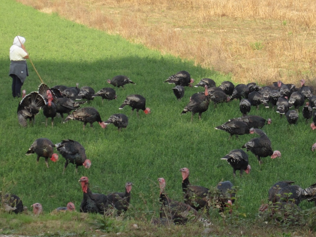 unadjustednonraw_thumb_10ed5